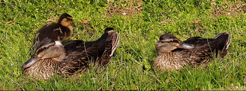 [The female mallard sits on the grass in both images. On the left she faces the left with one duckling walking to the right. There is a noticeable patch of white at the back of her head level with her eye. The shape of her head is a bit obscured due to the location of the duckling. Her head is turned to the right on the right photo and the outline of her brown head is clearly defined against light green grass. While no white feathers are visible, there is a definite indentation where a chunk of feathers on her head are missing. ]